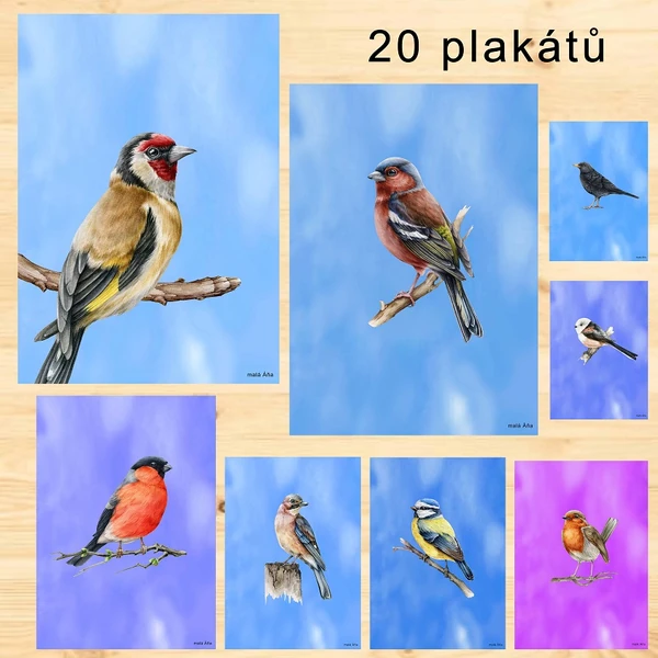 PTÁČCI PLAKÁTY