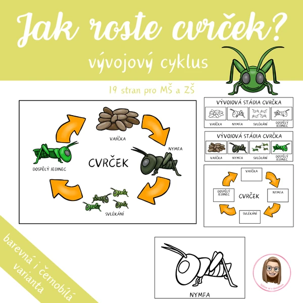 CVRČEK - vývojový cyklus