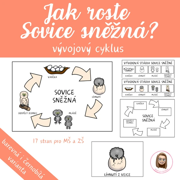 SOVICE SNĚŽNÁ - vývojový cyklus