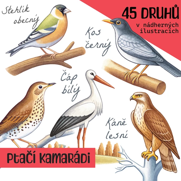 Set ilustrací ptáci v našich krajinách