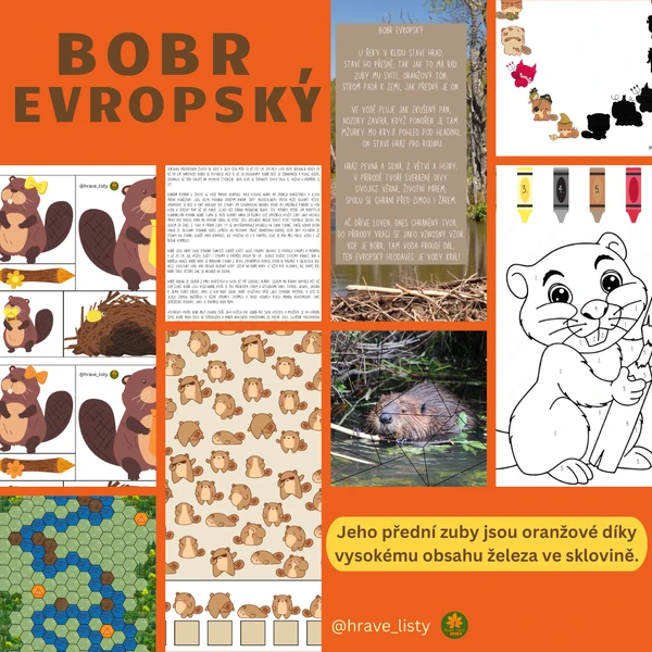 Bobr evropský 