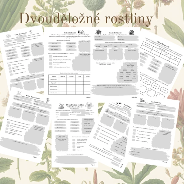 Dvouděložné rostliny