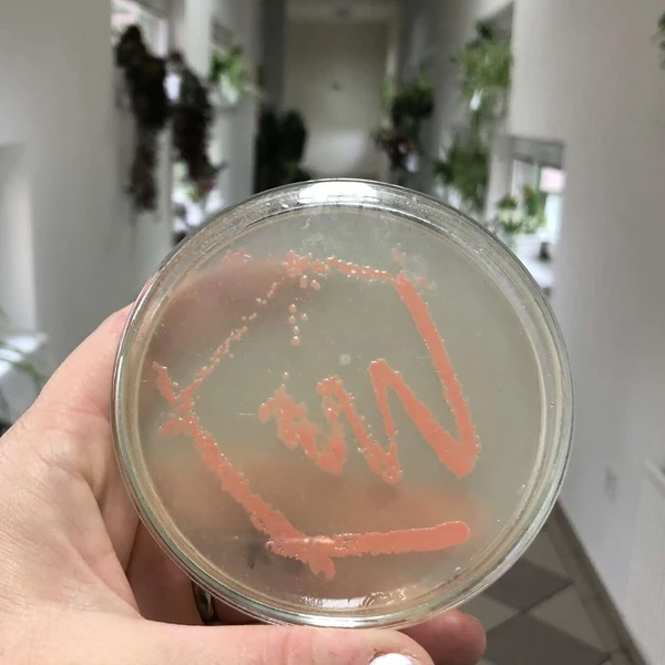 Kultivace mikroorganismů bez mikrobiologické laboratoře