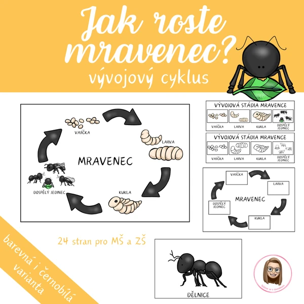 MRAVENEC - vývojový cyklus