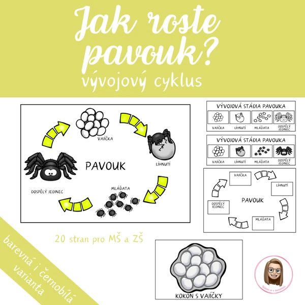 PAVOUK - vývojový cyklus