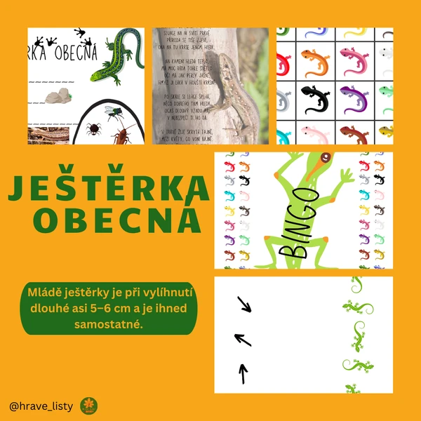 Ještěrka obecná