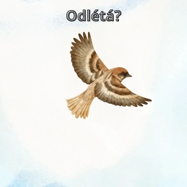 Odlétá?