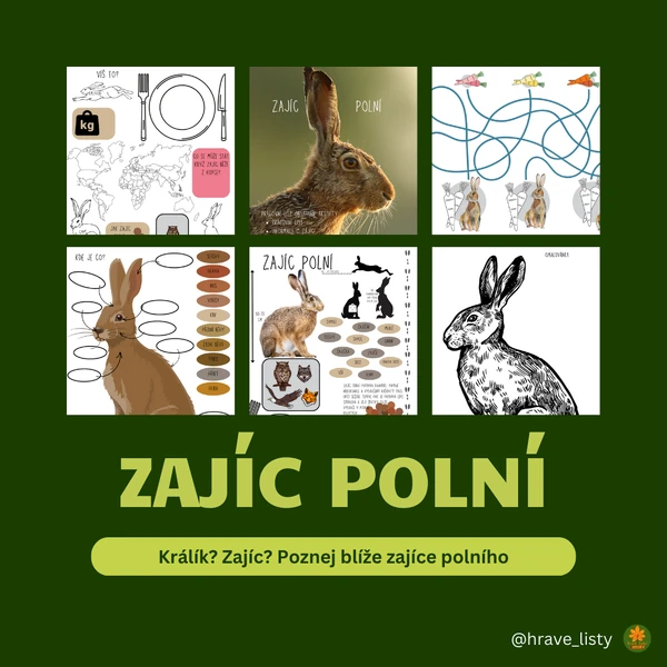 Zajíc polní