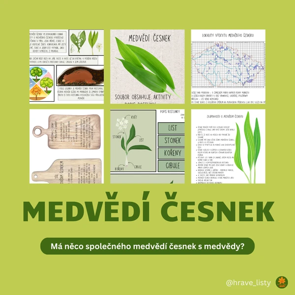 Medvědí česnek