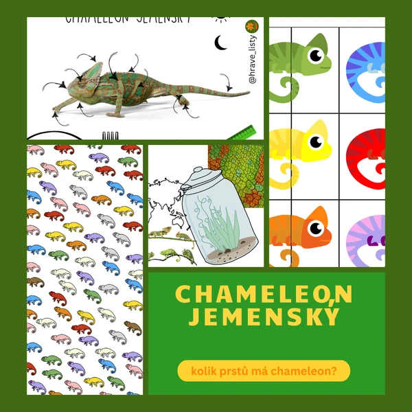 Chameleon jemenský
