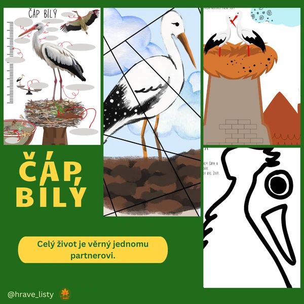 Čáp bílý
