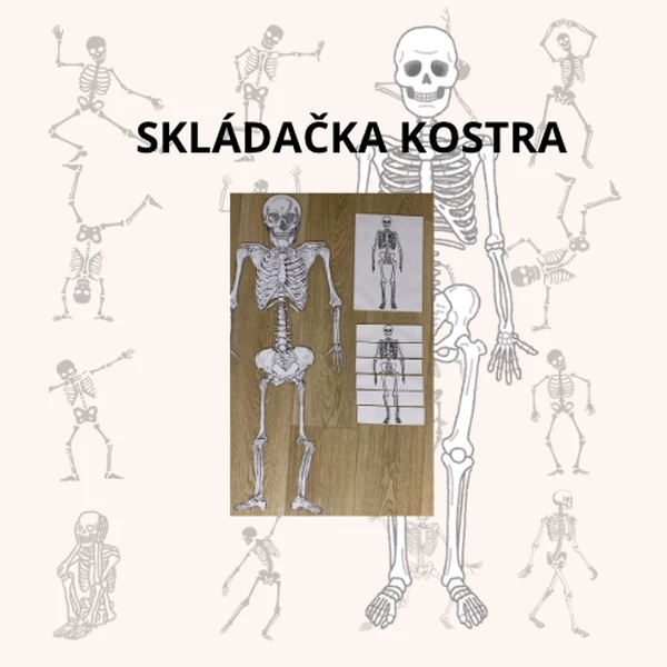 Skládačka kostry člověka