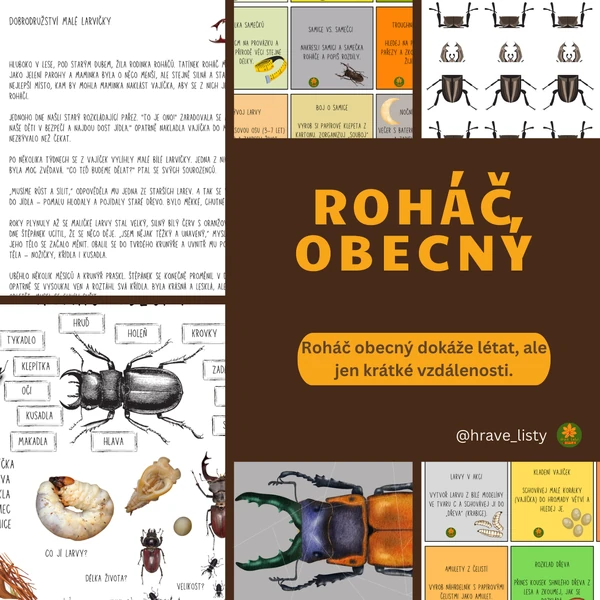 Roháč obecný