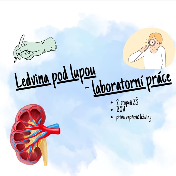 Ledvina pod lupou - laboratorní práce