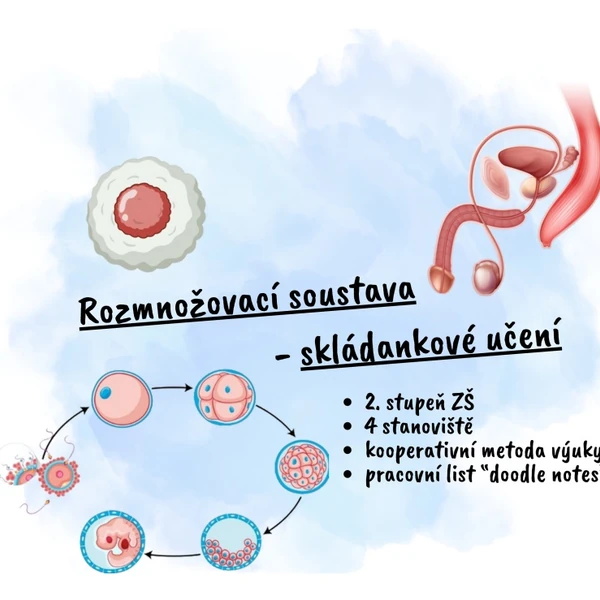 Rozmnožovací soustava - skládankové učení