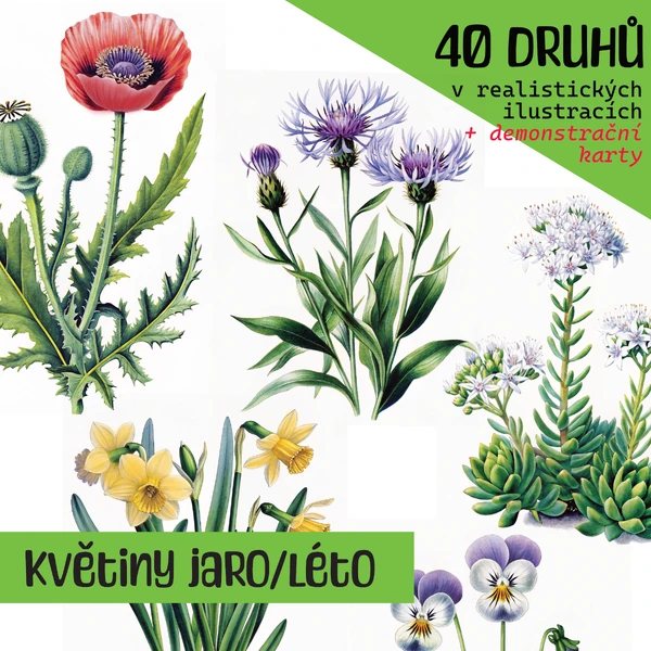 Květiny z české přírody SET ILUSTRACÍ