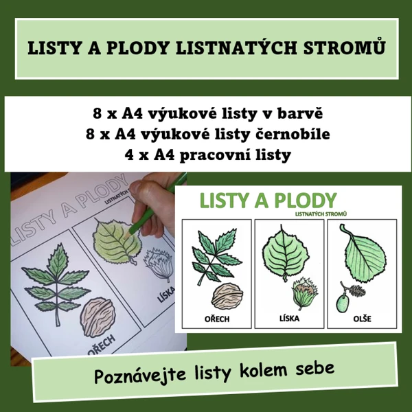 Listy a plody listnatých stromů