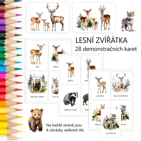 LESNÍ ZVÍŘÁTKA - 28 demonstračních karet