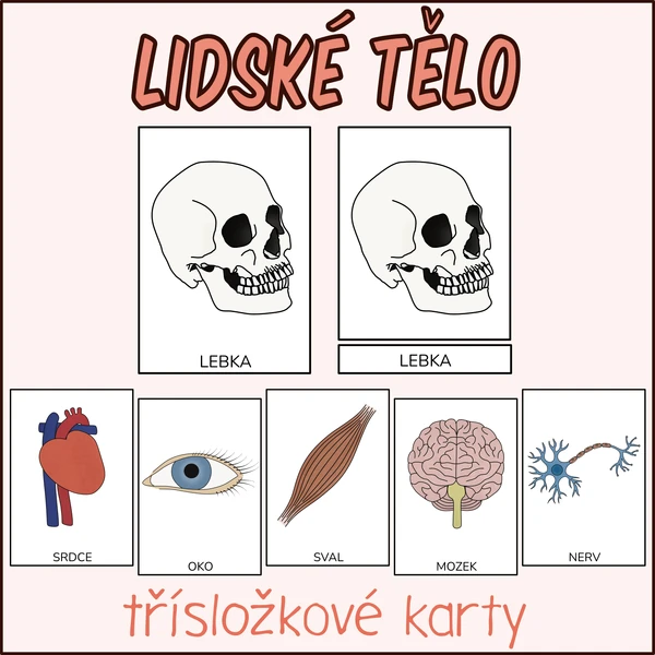 Lidské tělo - Třísložkové karty