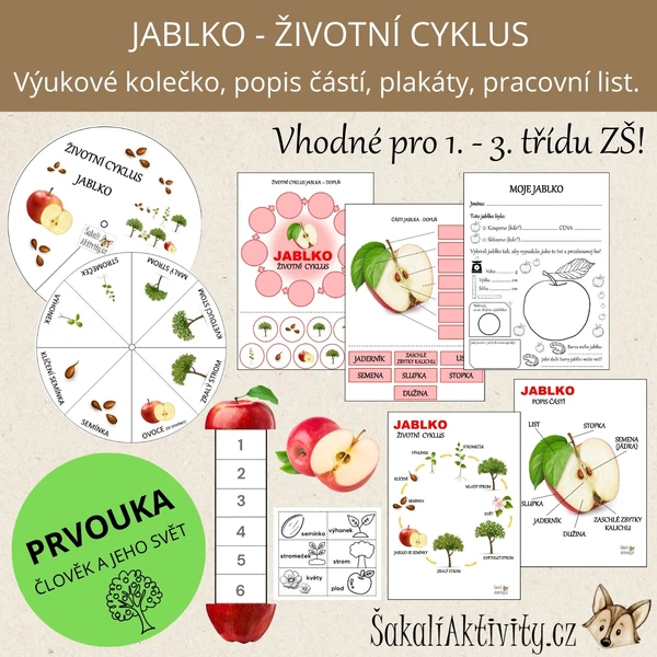  JABLKO - výukové kolečko, životní cyklus, popis částí 
