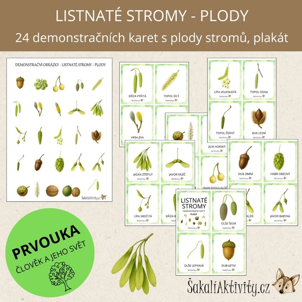  Listnaté stromy - plody - demonstrační karty 