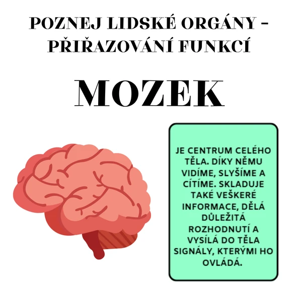 Poznej lidské orgány 