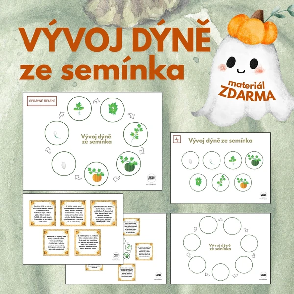 Vývoj dýně ze semínka