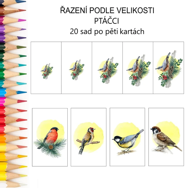 Řazení podle velikosti PTÁČCI