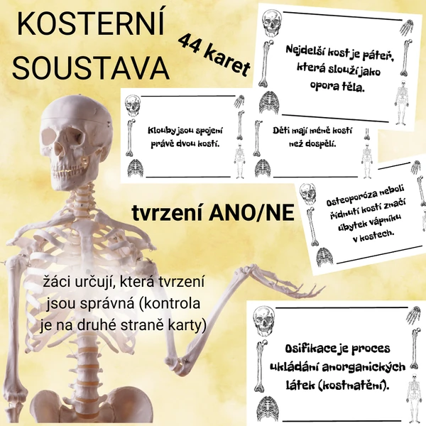 Kosterní soustava - 44 tvrzení (ANO/NE)