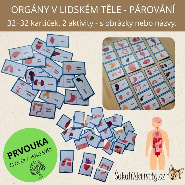 ORGÁNY V LIDSKÉM TĚLE - párování