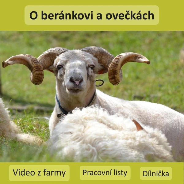 O beránkovi a ovečkách