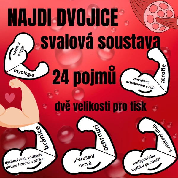 Dvojice - svalová soustava (24 pojmů)