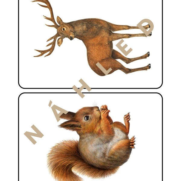 Lesní zvířata