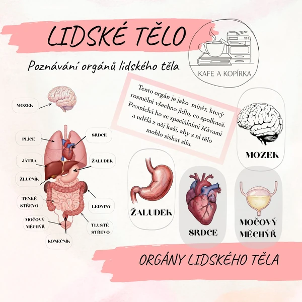 Lidské tělo - orgány