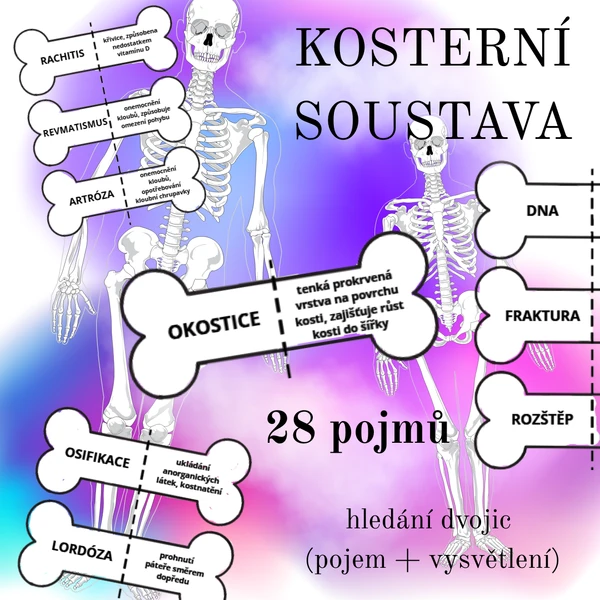 Kosterní soustava - dvojice pojmů