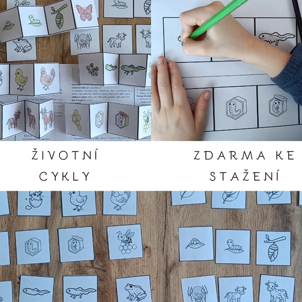 Životní cykly živočichů (slepice, motýl, žába, beruška, včela, kráva). Určeno pro MŠ.