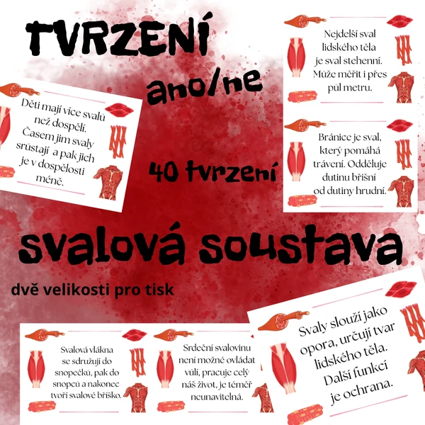 Svalová soustava - tvrzení (40 karet)