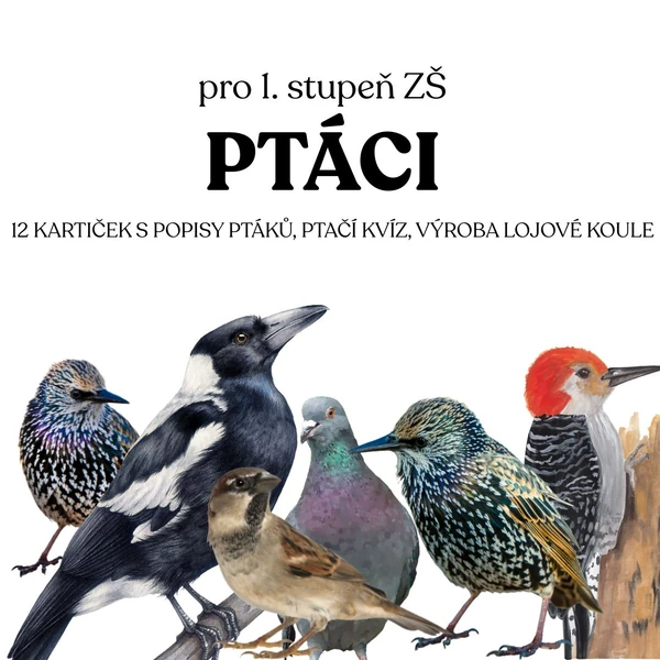 PTÁCI
