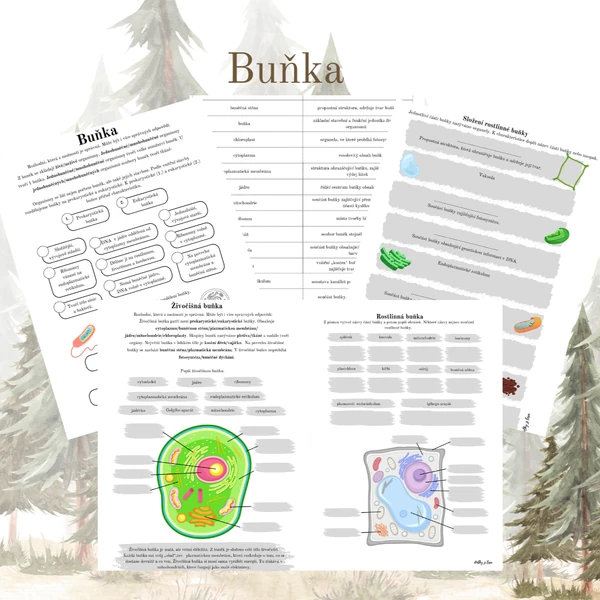 Buňka