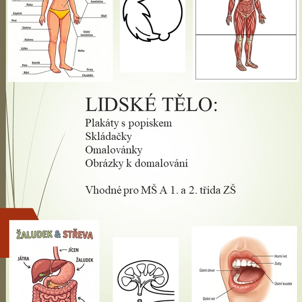 Lidské tělo - plakáty s popisy, omalovánky, skládačky 