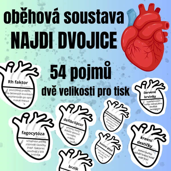 Dvojice - oběhová soustava, lymfatický systém (54 dvojic)