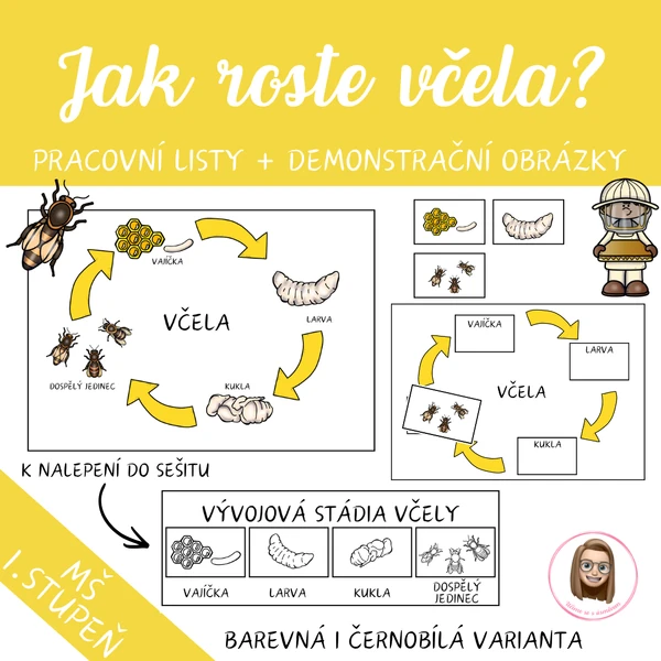 VČELA - vývojový cyklus