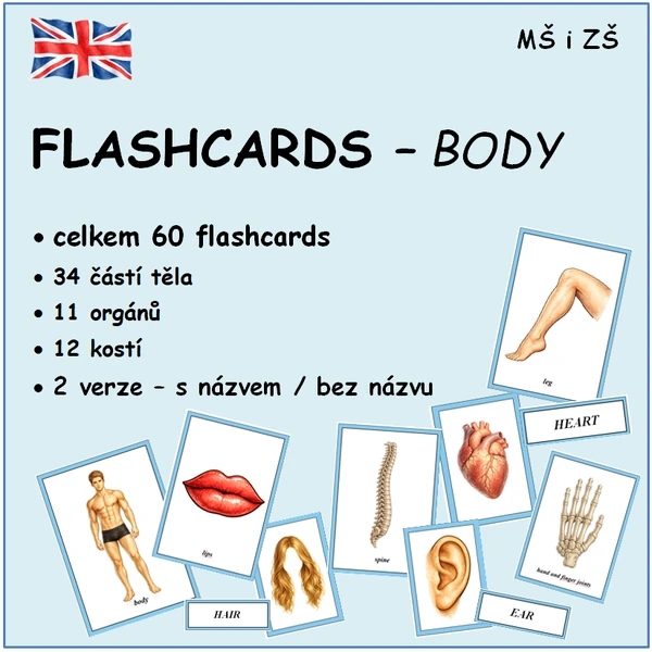 FLASHCARDS - body
