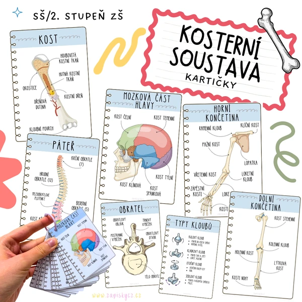 Kosterní soustava - kartičky