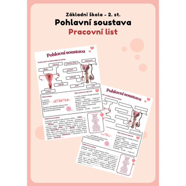 Pohlavní soustava - PL